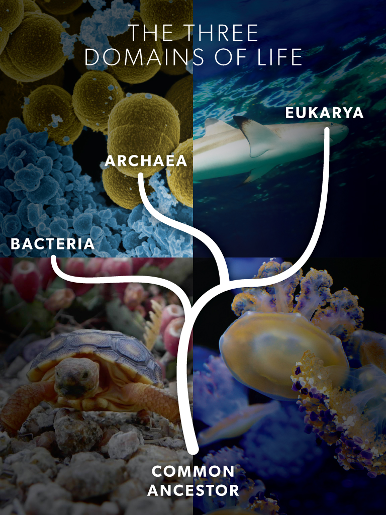 The three domains of the Tree of Life: Bacteria, Archaea and Eukarya.